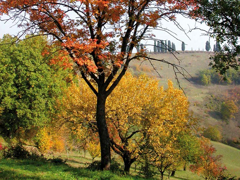 Autunno in Spipola