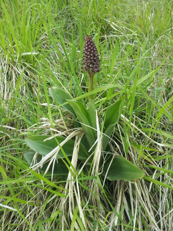 Orchis purpurea