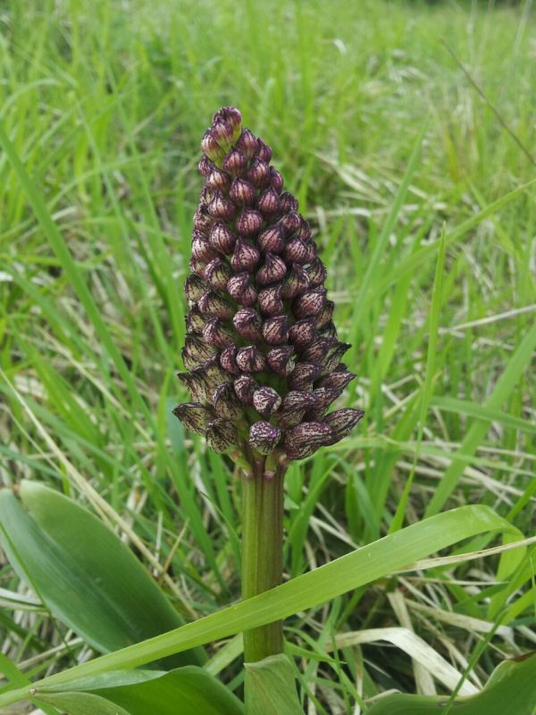 Orchis purpurea