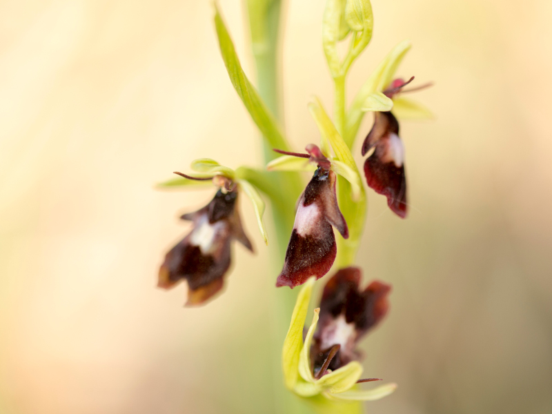  Orchidea - Ophrys insectifera